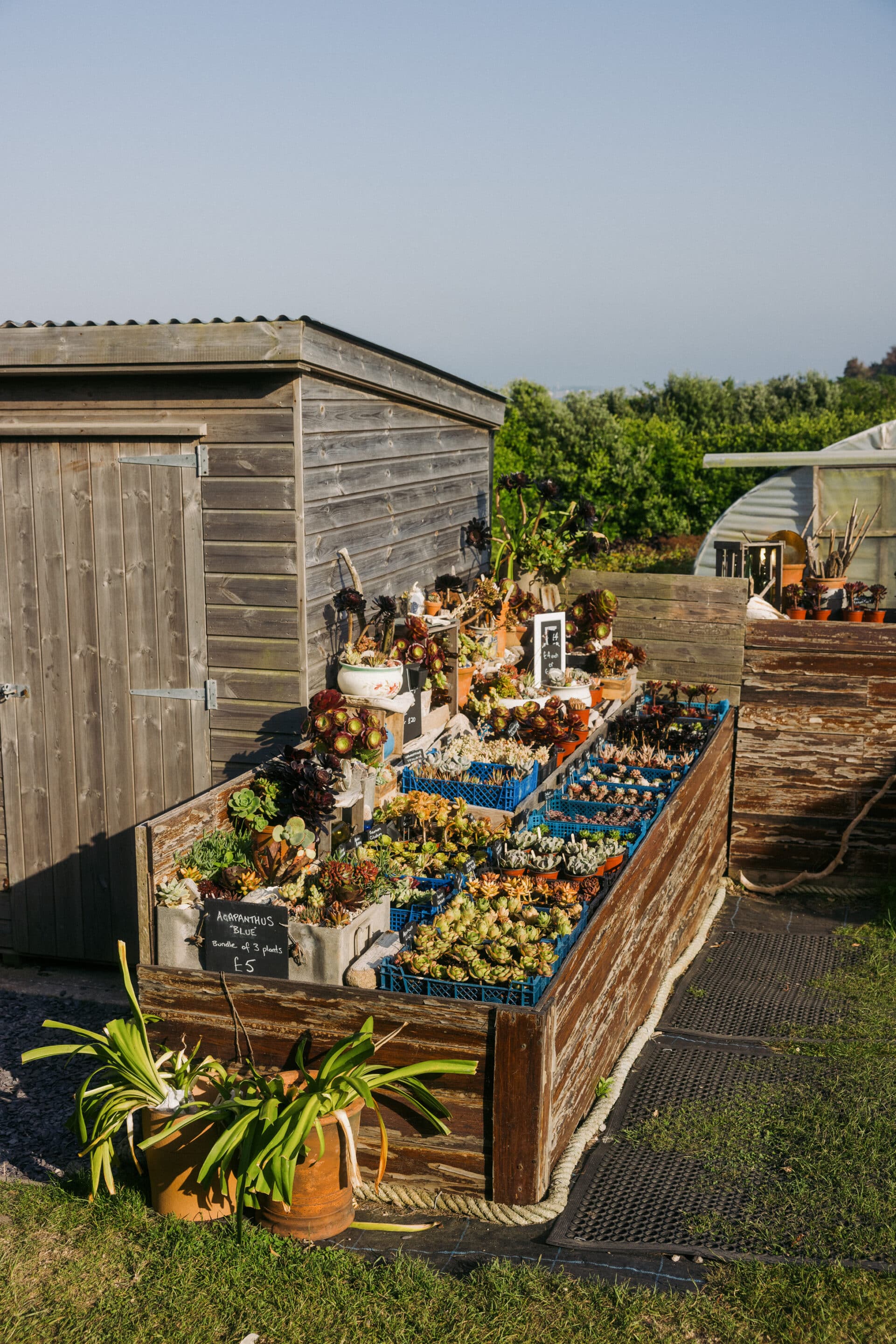 A wooden shed next to a raised garden bed filled with potted succulents for sale, with a small sign displaying prices. Greenery and blue sky are in the background.